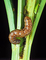 Fall armyworm (Spodoptera frugiperda) caterpillar feeding on maize or corn stem and leaves, North Carolina, USA, October