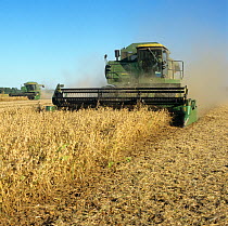 Combine harvester harvesting dusty, dry ripe soybean crop on a clear fall day with blue sky, Louisiana, USA, October.