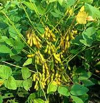 Green, mature soybean (Glycine max) pods on plants with green leaves, Louisiana, USA, October