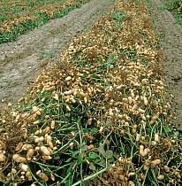 Peanuts / Groundnuts (Arachis,hypogea) turned over before the nuts are collected and harvested, North Caroline, USA, October