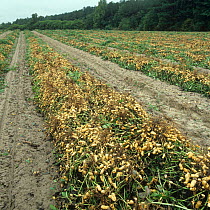Peanuts / Groundnuts (Arachis hypogea) turned over before the nuts are collected and harvested, North Caroline, USA, October