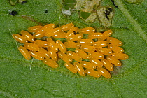 Green dock beetle (Gastrophysa viridula) eggs on broad dock leaf (Rumex obtusifolius) , Devon, England, UK. May.