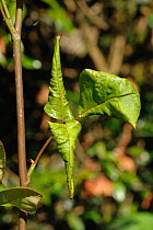 Leaf-rolling sawfly (Blennocampa phyllocolpa) leaf rolling damage symptom on rose leaves, Devon, England, UK, June