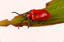 Bright red lily beetle (Lilioceris lilii) adult and some larval damage to a royal lily (Lilium regale) leaf, Devon, England, UK, June