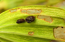 Lily beetle (Lilioceris lilii) larvae and damage to a royal lily (Lilium regale) leaf, showing lily beetle camouglage. Devon, England, UK, june