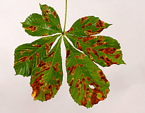 Damage to horse chestnut (Aesculus hippocastanum) leaf caused by leaf-miner (Cameraria ohridella) larvae, Berkshire, September