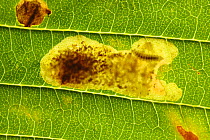 Larva of horse chestnut leaf-miner (Cameraria ohridella) in a leaf mine in a conker leaf (Aesculus hippocastanum) leaf, Berkshire, England, UK, September.