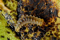 Exposed horse chestnut leaf-miner (Cameraria ohridella) larva in mine in a tree leaf (Aesculus hippocastanum) Berkshire, England, UK, September.