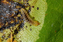 Exposed Horse chestnut leaf-miner (Cameraria ohridella) larva in mine in tree leaf (Aesculus hippocastanum) Berkshire, England, UK, September.