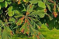 Horse chestnut leaf blotch (Guignardia aesculi) spots on a horse chestnut (Aesculus hippocastanum) leaf, Devon, England, UK. September