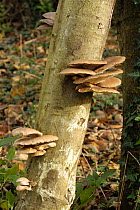 Cultivated oyster mushroom (Pleurotus ostreatus) growing on a beech log after incubation, Devon England, UK, November
