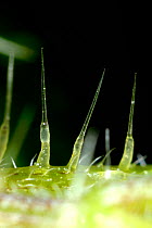 Photomicrograph of stinging hairs, spicules or trichomes of a Stinging nettle (Urtica dioica), Devon, England, UK, June