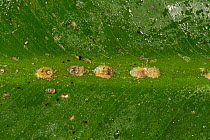 Honeydew and soft brown scale insects (Coccus hesperidum) on a banana leaf midrib vein grown as a house plant,
