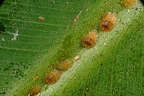 Honeydew and soft brown scale insects (Coccus hesperidum) on a banana leaf midrib vein, a house plant.