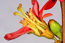 Section through a flower of a Japanese quince (Chaenomeles japonica) showing anthers, style, stigma and petals
