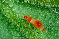 Predatory thrips (Franklinothrips vespiformis) larva used for biological pest control of thrips in protected crops