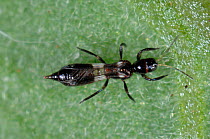 Predatory thrips (Franklinothrips vespiformis) adult used for biological pest control of thrips in protected crops