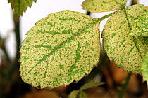 Carmine spider mites (Tetranychus cinnabarinus) infestation and feeding damage to a small pot rose plant&#39;s leaves, England, UK. May.