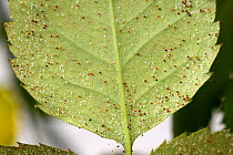 Carmine spider mites (Tetranychus cinnabarinus) infestation and feeding damage to a small pot rose plant&#39;s leaves. England, UK. May.