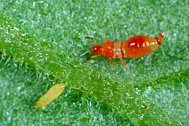Predatory thrips (Franklinothrips vespiformis) larva used for biological control of western flower thrips (Frankliniella occidentalis) in protected crops