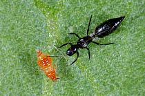 Predatory thrips (Franklinothrips vespiformis) larva and adult used for biological pest control of thrips in protected crops