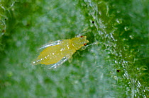 Western flower thrip (Frankliniella occidentalis) pre-pupa on a leaf