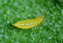 Western flower thrip (Frankliniella occidentalis) pest larva on a leaf
