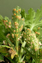 White rust (Puccinia horiana) on the underside of a Chrysanthemum leaf, a serious pathogen of ornamental Chrysanthemum crops