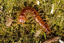 Centipede (Lithobius forficatus) adult predator, Devon, England, UK, June.