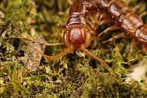Centipede (Lithobius forficatus) adult , UK, June ,