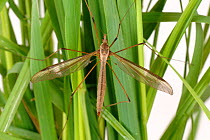 Crane fly (Tipula oleracea) adult on meadow grass during a hatching cycle, Devon, England, UK, June