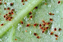 Carmine spider mites (Tetranychus cinnabarinus) pest infestation and damage to a rose leaf , Devon, England, UK. June.