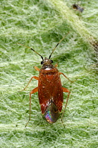 Adult female predatory bug (Psallus ambiguus) and aphid predator on an apple leaf, Devon, England, UK, July