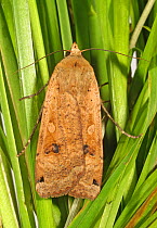 Large yellow underwing (Noctua pronuba) adult with wings closed , Devon, England, UK. July.