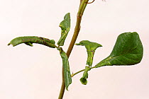 Leaf-rolling sawfly (Blennocampa pusilla) leaf rolling symptom on rose leaves, Devon, England, UK, July