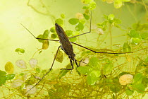 Pond skater (Gerris lacustris) on water surface with duckweed and algae, Devon, England, UK, July