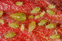 Mottled arum aphid (Aulacorthum circumflexum) adults on a red Hibiscus flower
