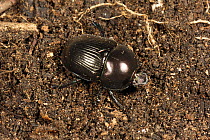 Dung beetle / Dor beetle / Lousy watchman (Geotrupes stercoreus) on soil, Devon, England, UK, August