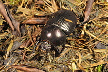 Dung beetle / Dor beetle / Lousy watchman (Geotrupes stercoreus) on soil and debris, Devon, England, UK, August