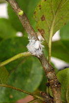 Woolly aphid (Eriosoma lanigerum) infestation, with waxy extrusions and aphids on apple wood, Devon, England, UK. September