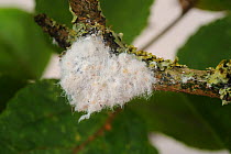 Woolly aphid (Eriosoma lanigerum) infestation, with waxy extrusions and aphids on apple wood, Devon, England, UK. September