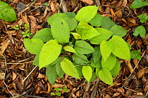 Japanese knotweed (Reynoutria japonica) regrowth of plants after herbicide application (glyphosate), Devon, England, UK. September