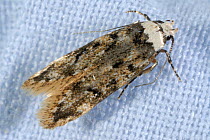 White shouldered house-moth (Endrosis sarcitrella) adult moth house pest, Devon, England, UK. September