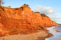 Red sandstone East Cliffs at Sidmouth in Devon with severe coastal erosion and landslips destroying gardens close to the town, Sidmouth, Devon, England, December.