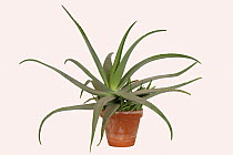 Aloe vera pot plant with fleshy succulent leaves. An ornamental and medicinal plant used for healing cuts and burns