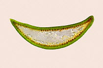 Aloe vera pot plant section through fleshy succulent leaf from an ornamental and medicinal plant with red dye contrasting the vascular tissue