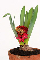 Aborted flowering hyacinth (Hyacinthus orientalis) bulb pot plant with grey mould (Botrytis cinerea) infection