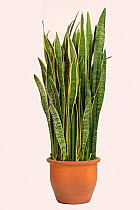 Mother in law&#39;s tongue or snake plant (Sanseviera trifasciata) beneficial houseplant for air purification, has strong leaf fibres