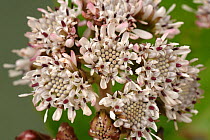 Flower of common butterbur (Petasites hybridus) an early flowering composite plant, Devon, England, UK, January