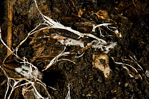 Branching threads of fungus mycelium in organic soil sample, mycorrhizal symbiotic organism which interacts with plant roots. Devon,England,UK,February